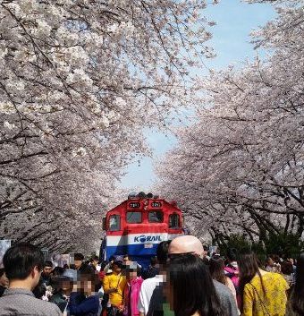 Gyeonghwa Station,경화역,慶和駅桜通り（桜並木）